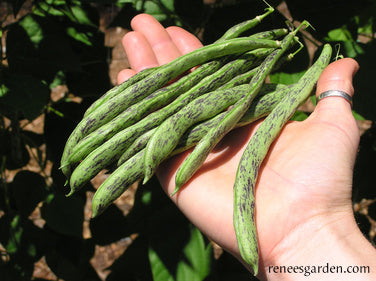 planting rattle snake beans utube Rattlesnake & Purple Pole' Beans – Renee's Garden