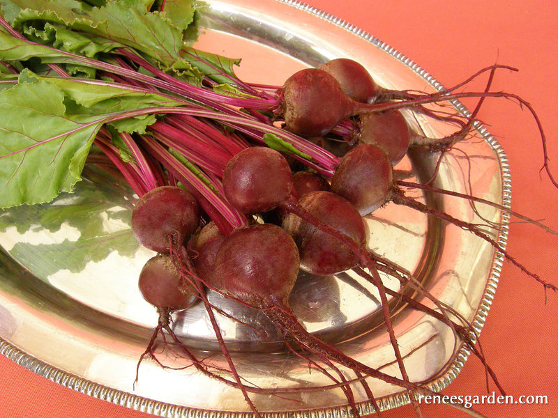 Beets Ball 'Baby Ball' Dutch Beets – Renee's Garden