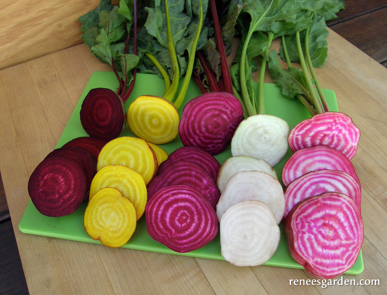 Fancy Beets 'Five Color Rainbow' Gourmet Beets | Renee's Garden Seeds