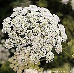 White Bishop's Lace' Butterfly Flowers