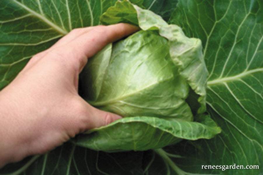 'Pixie' Baby Cabbage – Renee's Garden