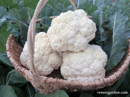 cauliflower succulent Amazing Taste' Cauliflower – Renee's Garden