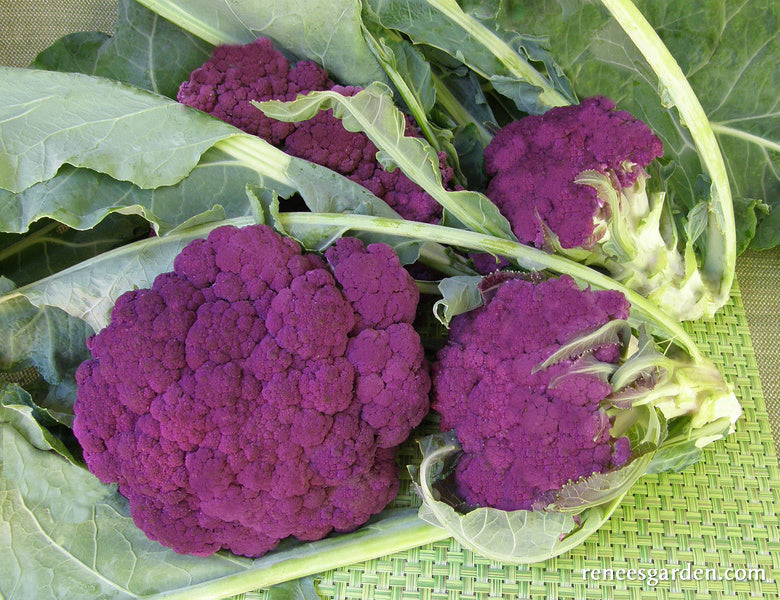 Purple Crush