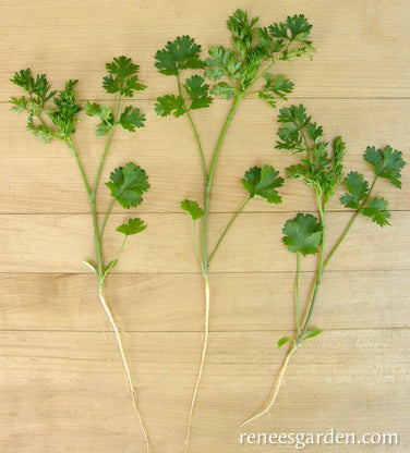 Bac Lieu Cilantro