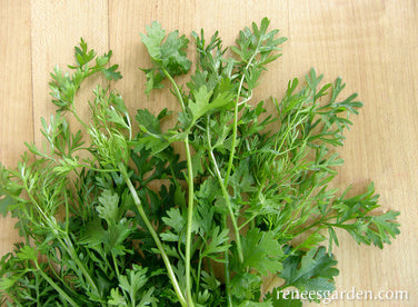 Bac Lieu Cilantro