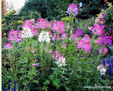 Color Fountains Cleome