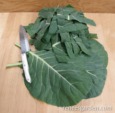 'Green Flash' Gourmet Collards | Renee's Garden Seeds