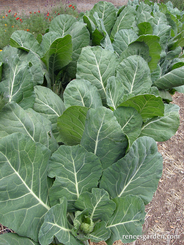 Green Flash' Gourmet Collards | Renee’s Garden Seeds