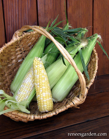 'Luscious' Bicolor Corn | Renee's Garden Seeds