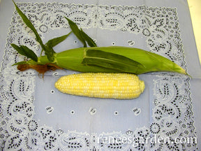 'Luscious' Bicolor Corn | Renee's Garden Seeds
