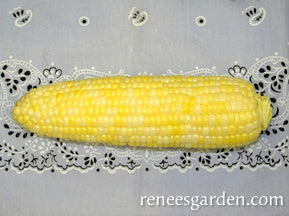 'Luscious' Bicolor Corn | Renee's Garden Seeds