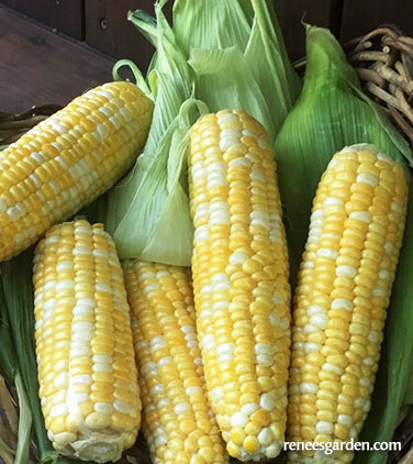 'Luscious' Bicolor Corn | Renee's Garden Seeds