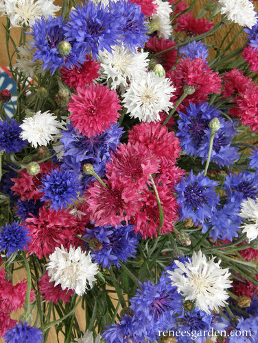 plant flower seeds in july 4th of July Mix' Heirloom Cornflowers