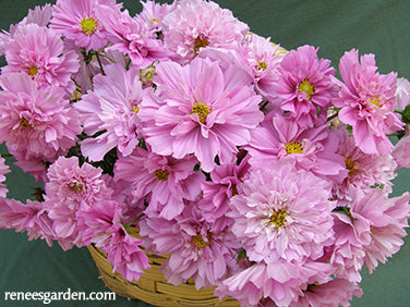 Cosmos Gifts - Teiera con coniglio rosa, multicolore Cosmos Gifts - Teiera con coniglio rosa, multicolore