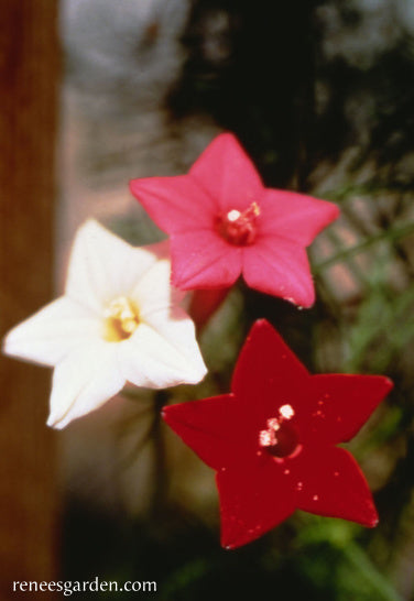 cypress vine flower seeds 'Maiden's Feather' Heirloom Cypress Vine