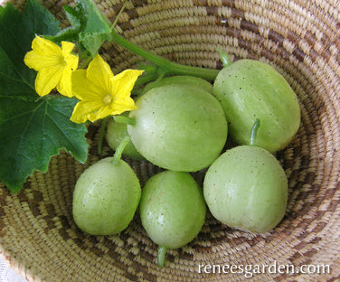 https://www.reneesgarden.com/cdn/shop/products/cucumber-lemon-72dpi-01.jpg?v=1585970644