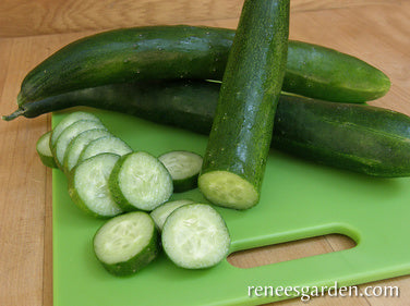 https://www.reneesgarden.com/cdn/shop/products/cucumber-organic-tasty-treat-slicer-72dpi-03.jpg?v=1681189036