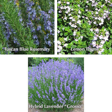 Plant Trio II: Rosemary, Variegated Lemon Thyme & Lavender - 1 ea.