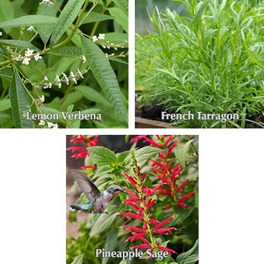Plant Trio I: Lemon Verbena, French Tarragon & Pineapple Sage - 1 ea.