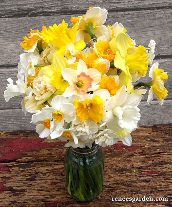 DAFFODIL HOOPOE SWEETNESS NARCISSUS GARDEN BULBS AUTUMN GARDENING SPRING  FLOWER