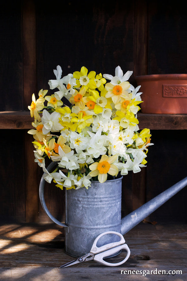 Narcissus Perfume Mix