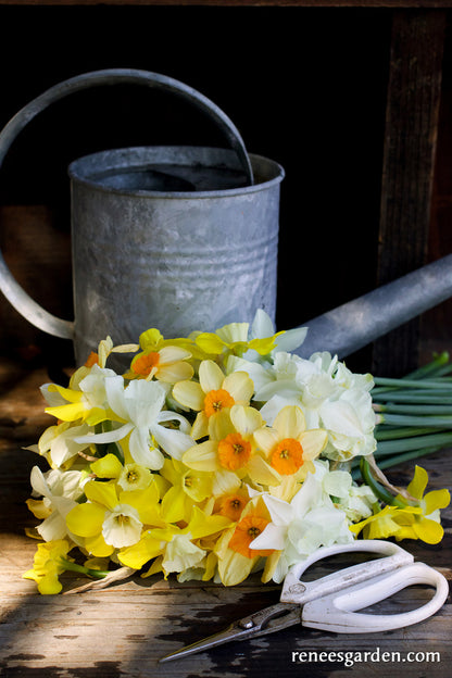 Narcissus Perfume Mix