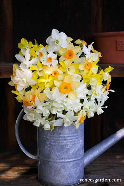 Narcissus Perfume Mix