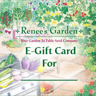 E-Gift Card – A Gift That Keeps On Giving