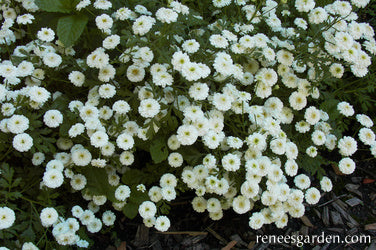 White Wonder