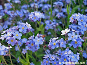Azure Bluebirds' Forget-Me-Nots – Renee's Garden Azure Bluebirds' Forget-Me-Nots – Renee's Garden