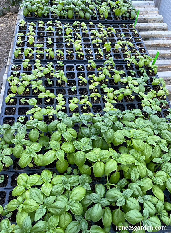 Fort Vee Seed Starting Mix