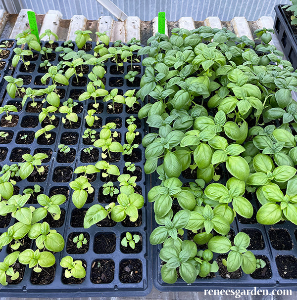 Fort Vee Seed Starting Mix