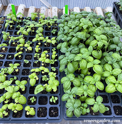 Fort Vee Seed Starting Mix