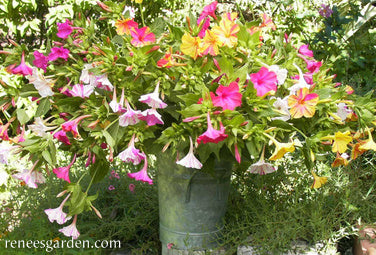 4 o clock flower seeds 'Broken Colors' Heirloom Four O'Clocks