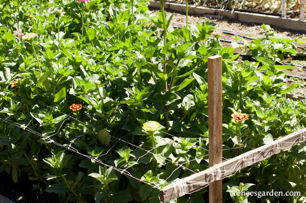 Hortonova Trellis Netting