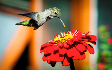 Seeds for a Hummingbird Garden