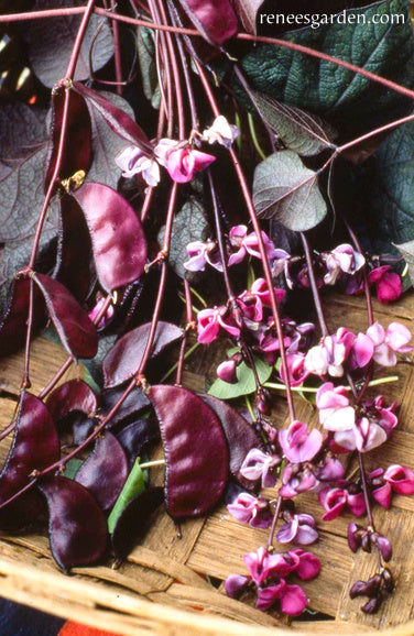 plant with purple seed pods Renee's Garden Hyacinth Bean Vine Flowering Purple Heirloom