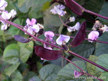 purple vine plant indoor Renee's Garden Hyacinth Bean Vine Flowering Purple Heirloom