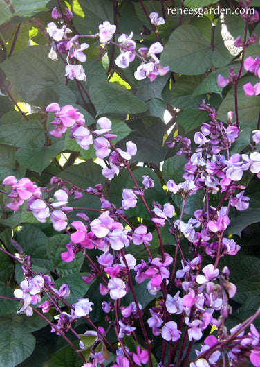 succulent vine with purple flowers Renee's Garden Hyacinth Bean Vine Flowering Purple Heirloom