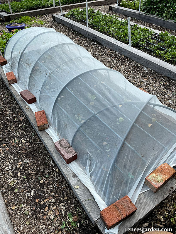 Insect Barrier Cladding ProtekNet Insect Barrier Netting – Renee's Garden