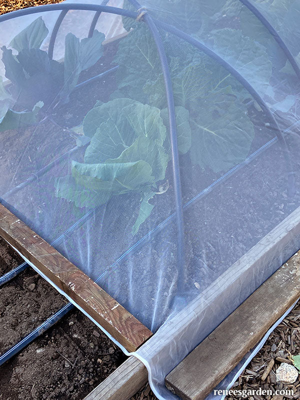ProtekNet Insect Barrier Netting – Renee's Garden