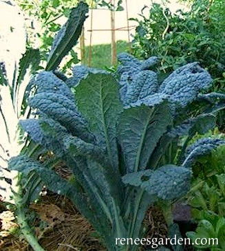 kale succulent Renee's Garden Heirloom Kale Lacinato Dinosaur Seeds