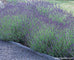 Lavender Hidcote Scented Herbs Renee s Garden lavender-hidcote-scented-herbs-renee-s-garden