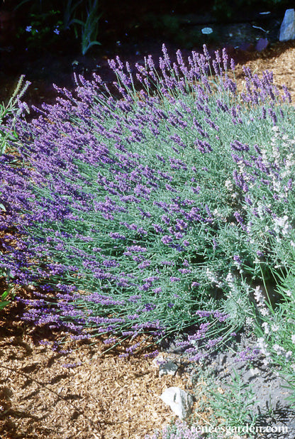 lavender mustard plant Munstead English Lavender' Heirloom Herbs – Renee's Garden