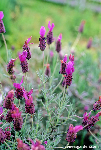 where to buy spanish lavender plants Spanish Lavender' Scented Herbs – Renee's Garden