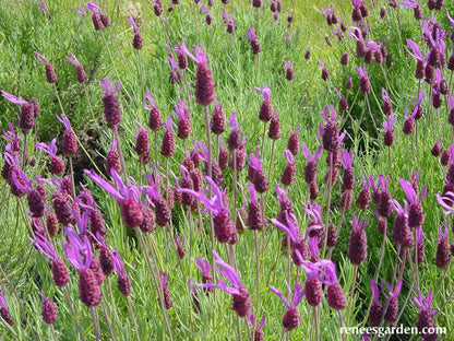 spanish lavender planting instructions Spanish Lavender' Scented Herbs – Renee's Garden
