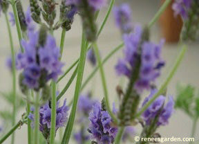 fern lavender plants Lavender Fernleaf