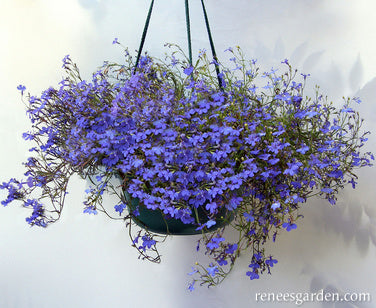 blue hanging plants Renee's Garden Windowbox Lobelia Blue Heaven Seeds