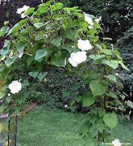 moon flower seed germination Fragrant Moonflower' Heirloom Flowering Vine – Renee's Garden