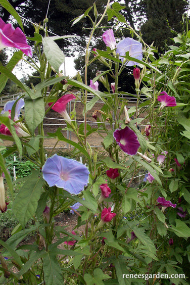 morning glory potted plant Renee's Garden Morning Glory Early Call Seeds